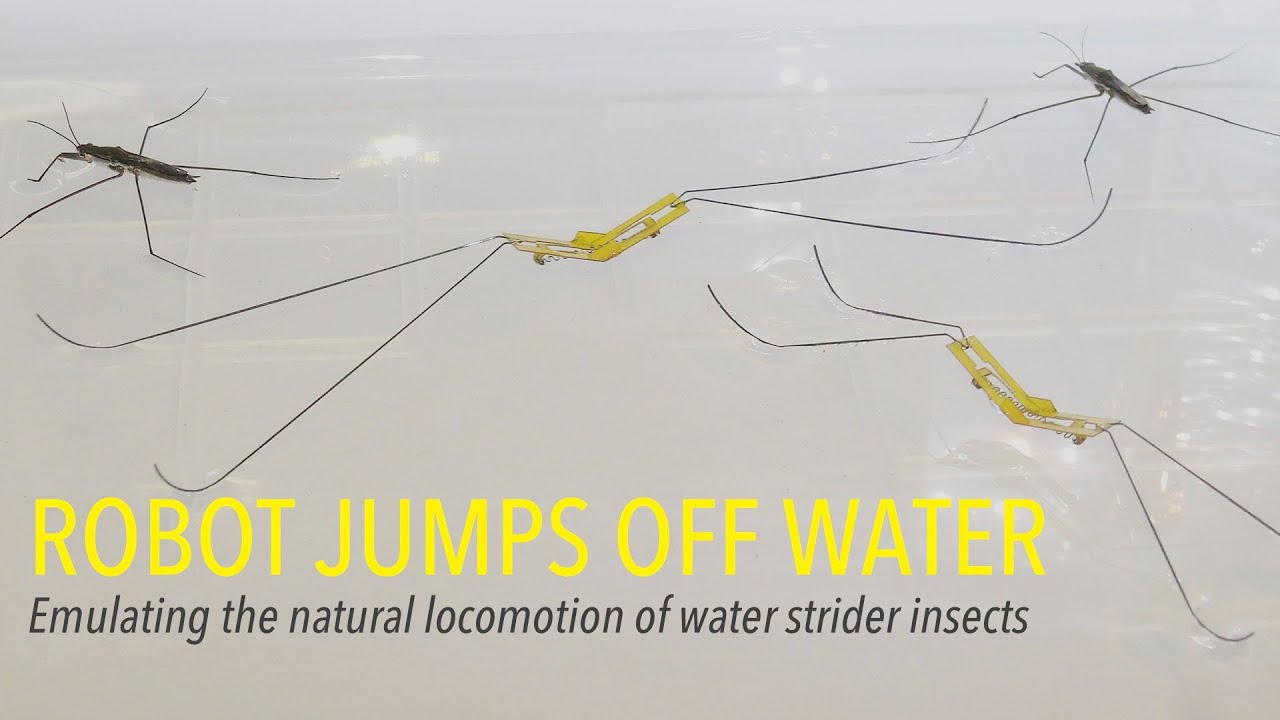 Robot Jumps Off Water: Emulating the natural locomotion of water strider insects - YouTube