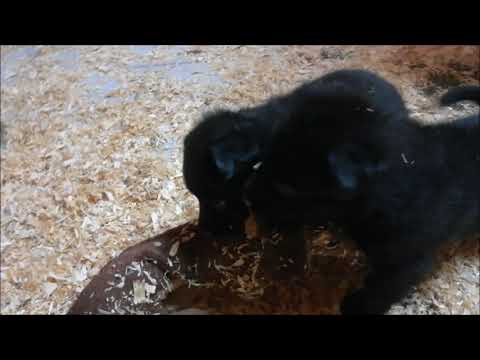 G-Wurf von Pike's Spirit Tag 30