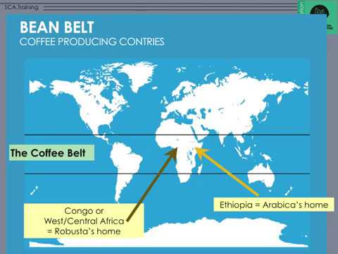 SCA Green Coffee Foundation - Part 2 - Sharing my old PowerPoint slides with content explanations