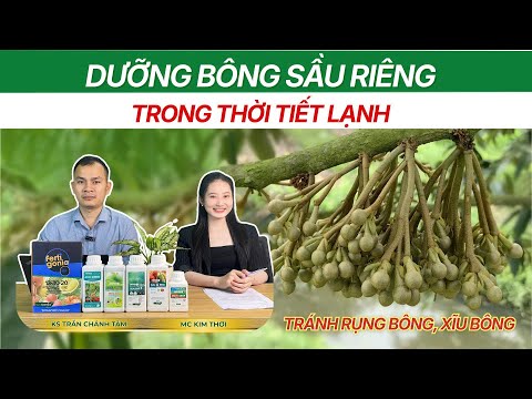 DƯỠNG BÔNG SẦU RIÊNG TRONG THỜI TIẾT LẠNH - CÁCH TRÁNH RỤNG BÔNG, XĨU BÔNG