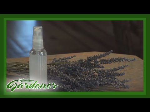 Natural Hand Sanitizer | Volunteer Gardener