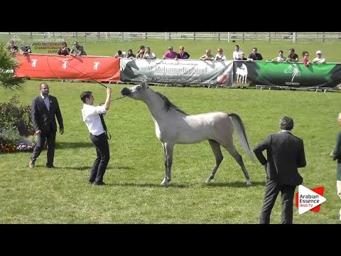 3rd - N.67 ALEXANDER PC - Chantilly 2016 ABCE - Yearling Colts (Class 6B)