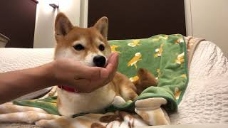 柴犬女子コウの「柴公園メイキング」 mqdefault - 柴犬女子コウの「柴公園メイキング」