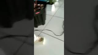 Download lagu PENGEMBUN 4 mata rumah walet.Rijal Tao mp3