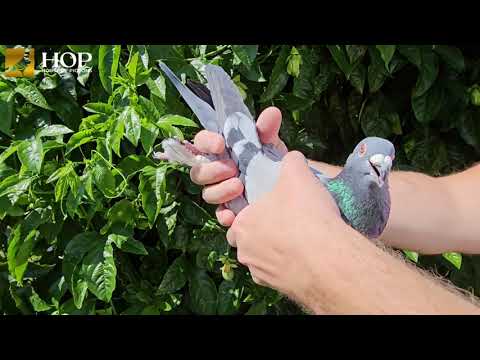 Maselli Wings Lot 2 BBC AUST 21 682 JANSSEN VAN LOON