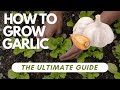 How To Grow Garlic - The Ultimate Guide | Step-by-Step Tips for Successful Garlic