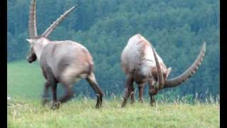 preview picture of video 'Alpine Ibex on the Hohe Wand mountain in eastern Austria'