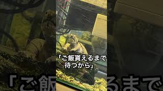 はじめまして、カメ様（亀様）です！ #亀 #カメ #癒し #動物
