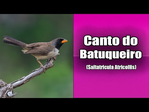 Tanečník čiernohrdlý (Saltatricula atricollis) — starostlivosť, voliéra a kŕmenie