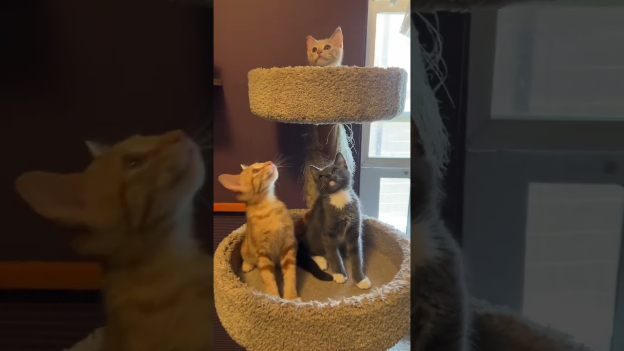 Ash, a Adoptable American Shorthair in North Hollywood, CA video 4/4