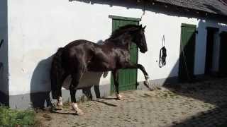 Hackney horse William&#39;s  &quot;Dont leave me alone-dance&quot;