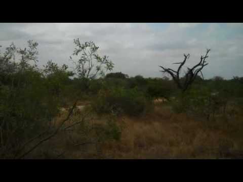 Chasing a Leopard Being Chased by a Baboon