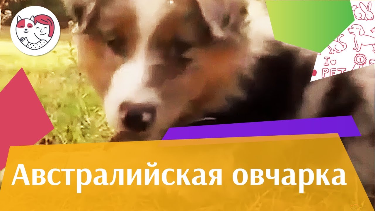 Австралийская овчарка Аусси История происхождения на iLikePet