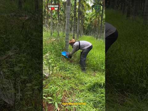 Amazing Grass Hedge Trimmer