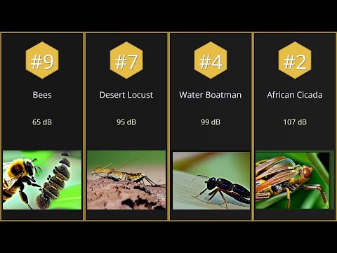 【Top 9】Loudest insects by decibel measurement【Searched in 2025】