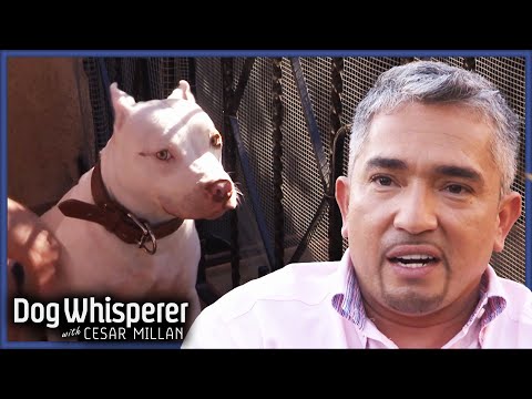 Cesar Shows How To Tame A Biting Pitbull | S4 Ep 32 | Dog Whisperer With Cesar Millan