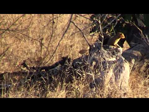 Djuma: Slender Mongoose watching Hosana too close to it's home? - 16:25 - 07/23/18