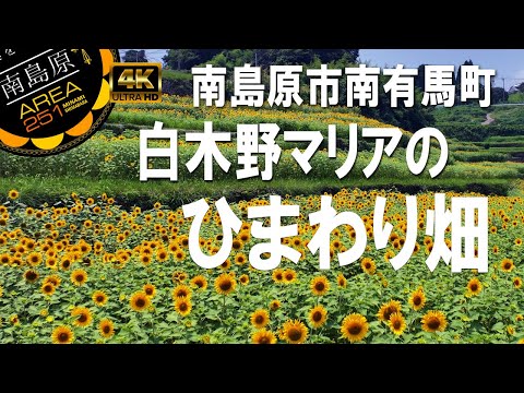 白木野マリアのひまわり畑｜南島原市南有馬町｜ひまわり