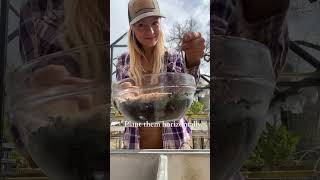 Download lagu How to plant a dahlia! #dahlias #garden mp3 Download lagu How to plant a dahlia! #dahlias #garden mp3