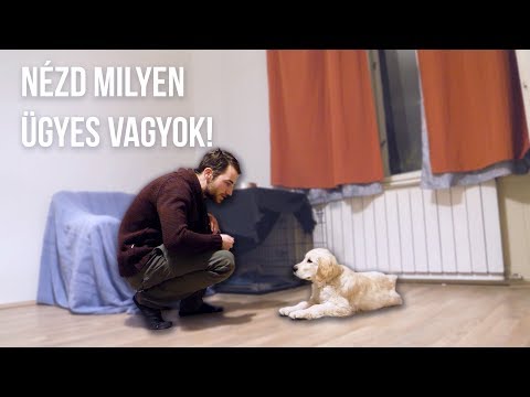 ÚJ TRÜKKÖT TANULTUNK TOBYVAL - Toby VLOG #08