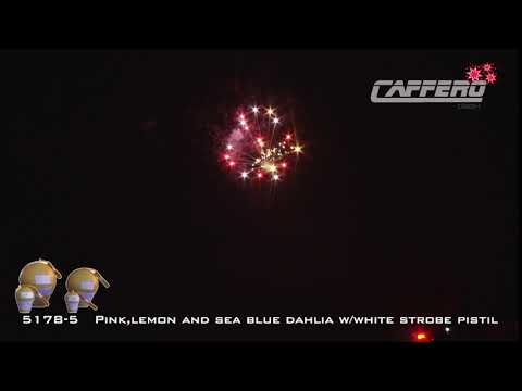 5178 5 Pink,lemon and sea blue dahlia w white strobe pistil