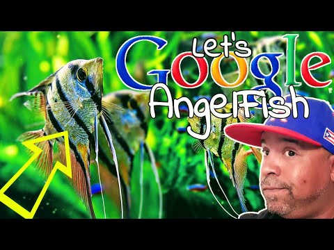 THE MOST COMMENLY ASKED QUESTION TO GOOGLE ABOUT ANGELFISH