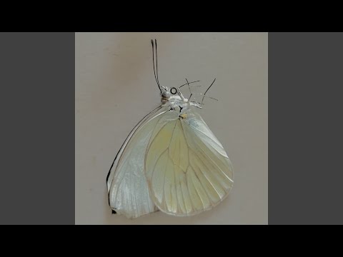 I Want A Home With You