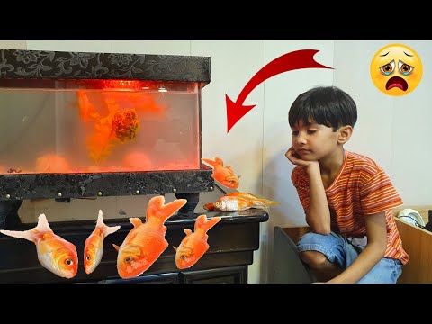 Sari Gold Fishes Mar Gai 😥 Cat Ko Khila Di Mohib Ny