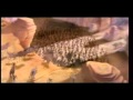 Lion King Chase Avi