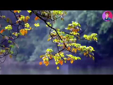 Nature | Waterfalls | Drone | 😍😍@LOLIndia-f1l 