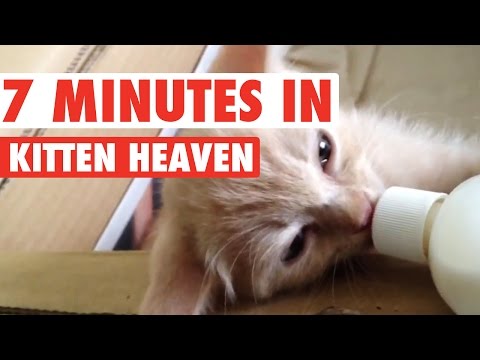 Adorable Fun With Kittens