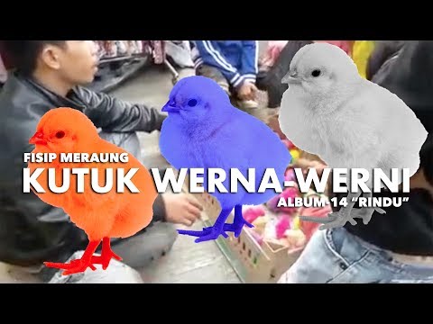 Fisip Meraung - Kutuk Werna Werni (Official Video Clip)