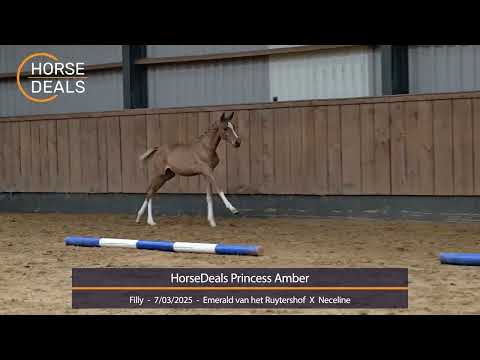 HorseDeals Princess Amber