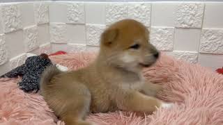 柴犬の動画01