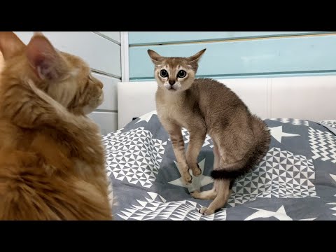 Alien kitten's hilarious reaction to sand cats and maine coons