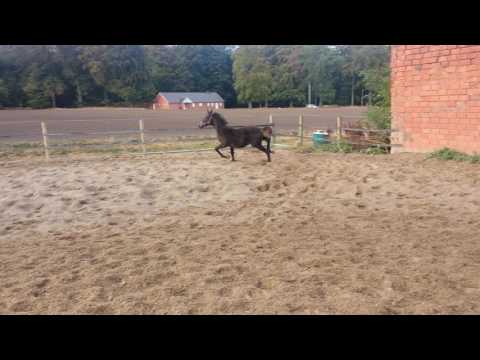 Mäxx von Morricone aus einer KWPN Stute von Bojengels x Jazz