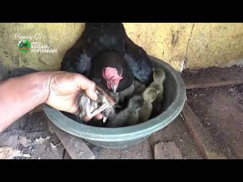 , title : 'Menetaskan Telur  ITIK/ Bebek  Menggunakan Indukan Ayam'
