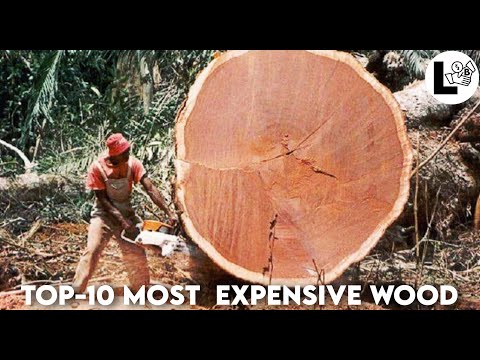 Top - 10 Most Expensive Wood Species in the World. Full Processing Cycle