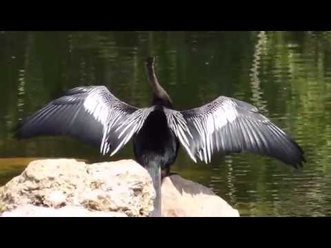 Anhinga (Anhinga anhinga) Preening and Oiling Swimming and Catching Fish