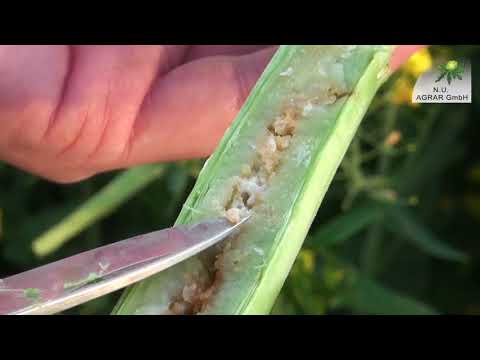 90. Feldexkursion: der Raps prahlt - NU Agrar, 16.05.2018, Version 2
