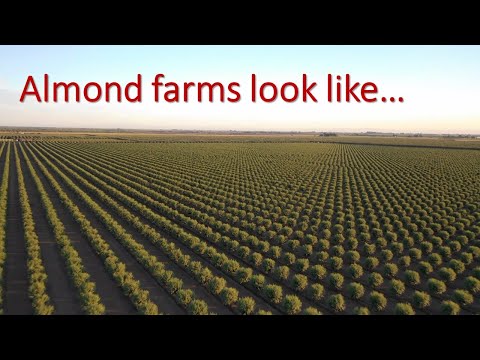 Awesome almond farm lands | how to grow almond | Almond cultivation | almond farming | Green acres