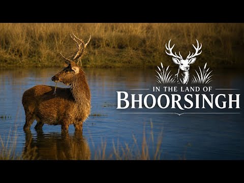 Kanha: Stripes and the Antlers | In the Land of Bhoorsingh | Trips and Travelogues | Wild Pratik