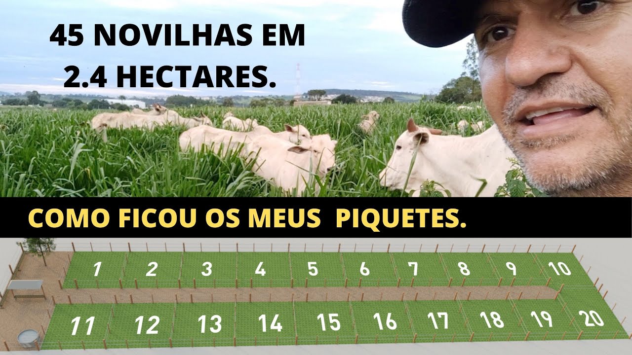MEU PROJETO DE 45 NOVILHAS  EM  2.4 HECTARES.