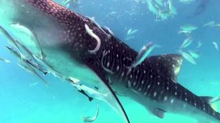 preview picture of video 'Whalesharks of Oslob'