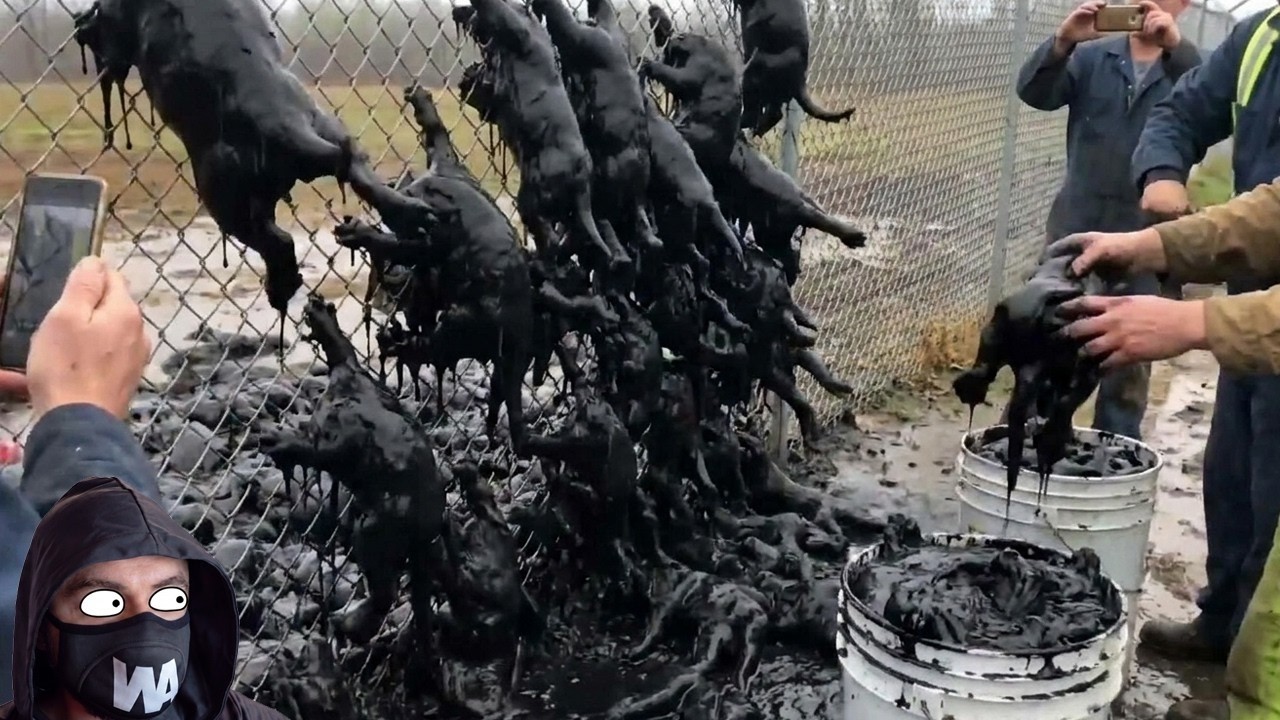 Se Les Olvidó Matar A Estas Criaturas En Australia