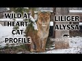 Wild at Heart Cat Profile: Liliger Alyssa || The Wildcat Sanctuary