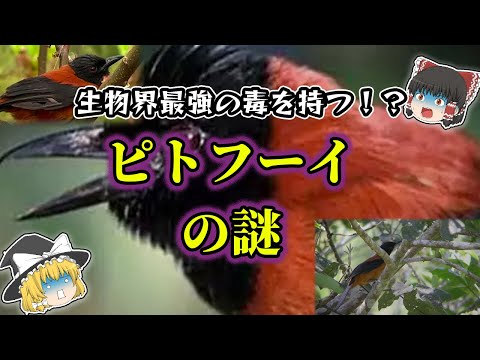 Adelphobates quinquevittatusについて詳しく解説