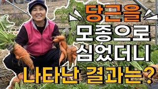 당근 수확 당근 오래 보관하는법은? Carrot harvest