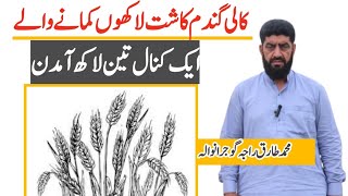 black wheat farming // profit able crop blackweat // black wheat seed // Kali Gandam ki Kasht