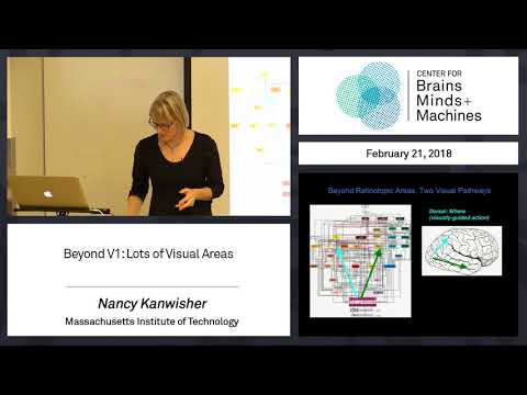 3.8 - Beyond V1: Lots of Visual Areas